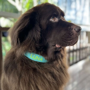 Personalised DOG Collars