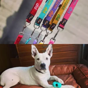 Matching Lead – Spun Polyester Dog Lead